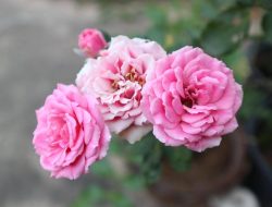 5 Bunga Merah Muda Cantik untuk Hiasan Rumah