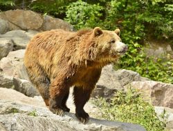 5 Fakta Menarik Beruang Grizzly, Raja Hutan Amerika Utara