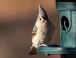 5 Fakta Menarik Burung Tufted Titmouse, Pintar Mengingat Ratusan Tempat Makan