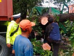 Detik-detik Truk Kontainer Tertimpa Pohon Raksasa di Pantura Cirebon, Sopir Kaget